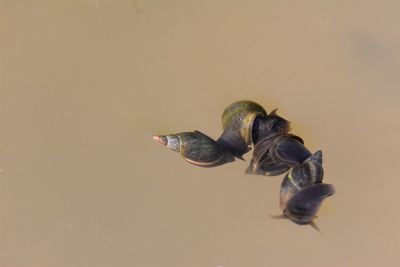 High angle view of watersnails on lake