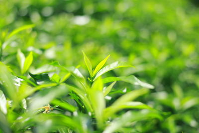 Close-up of plant growing on field