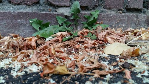 Leaves on ground