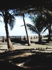 Palm trees on beach