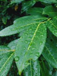 Close-up of wet leaves on rainy day