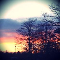 Silhouette of trees at sunset