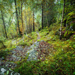 Plants growing in forest