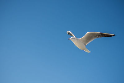 Low angle view of seagull flying in sky