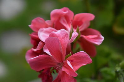 Close-up of pink flowering plant in park