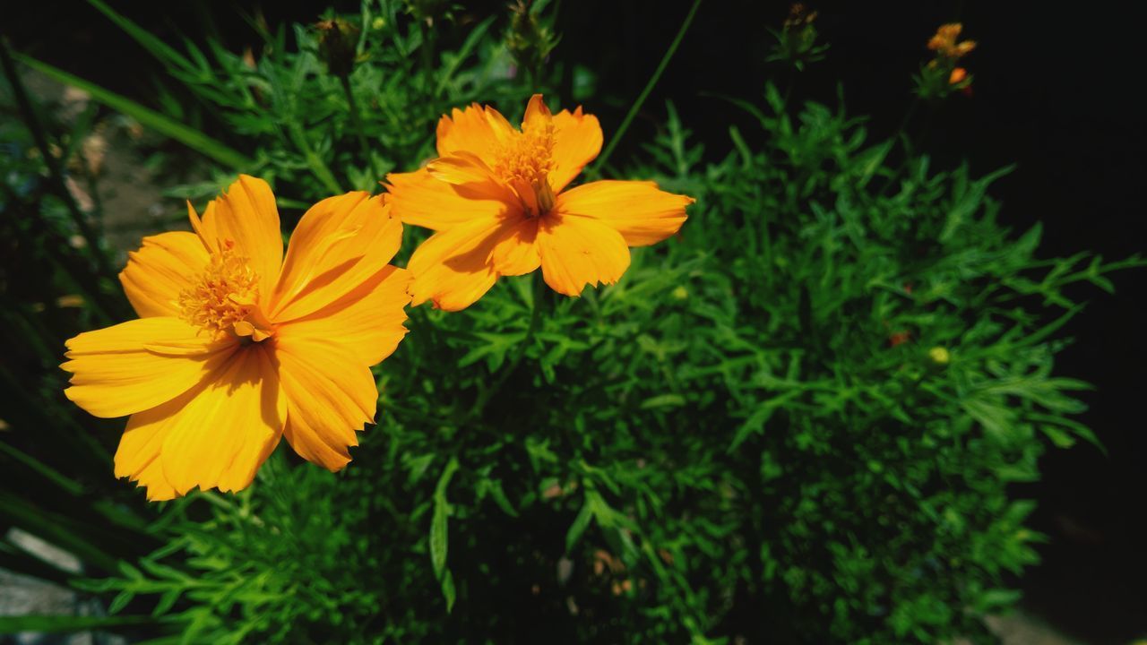 CLOSE-UP OF YELLOW FLOWERING PLANT