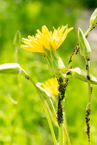 plant