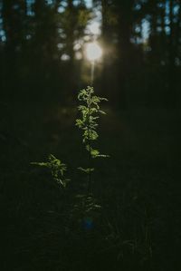 Close-up of plant growing on field