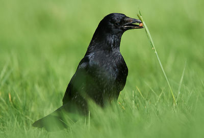 Close-up of crow eating food on grassy field