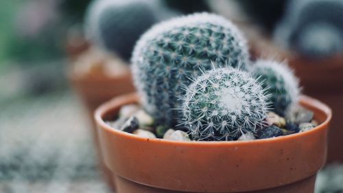 Close-up of spiked cactus in flower pot