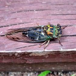 High angle view of fly on wood