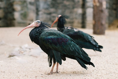 Close-up of birds perching on field