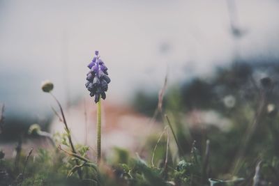 Close-up of purple flowers blooming