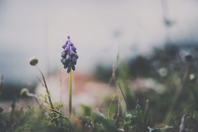 Close-up of purple flowers blooming