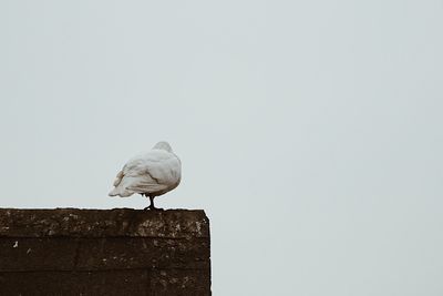 Bird perching on wall against sky
