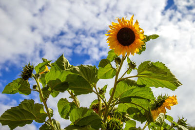 Low angle view of sunflower against sky