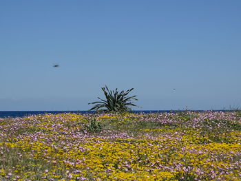 Yellow flowers growing in field against blue sky