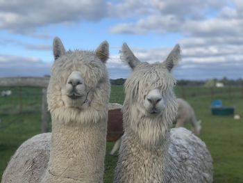 Close-up of sheep against the sky