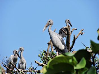 Low angle view of birds perching on tree against sky