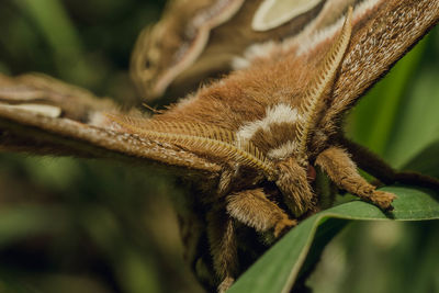 Close-up of insect