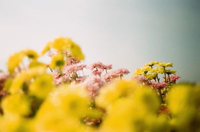 Close-up of yellow flowering plant against sky