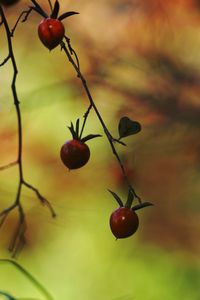 Close-up of cherries on tree