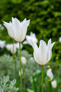 Close-up of white flower on field