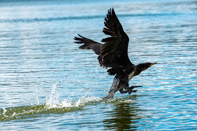 Dead bird flying over sea