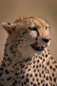 Cheetah looking away in forest