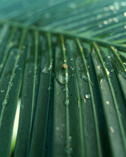 Full frame shot of wet leaves