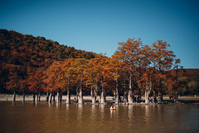 Trees by lake against clear sky during autumn