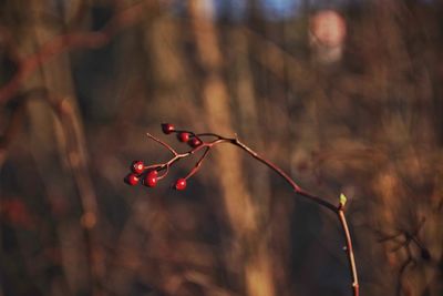 Close-up of red berries