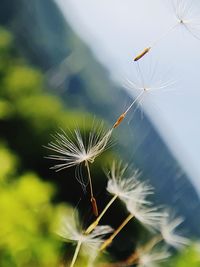 Close-up of dandelion on plant