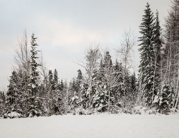 Close-up of frozen trees against sky