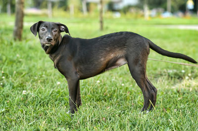 Black dog in a field