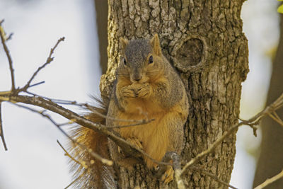 Close-up of squirrel on tree trunk