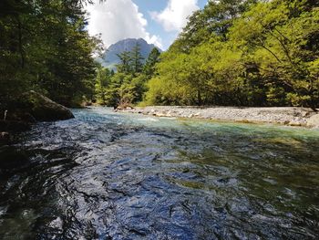 Scenic view of river amidst trees against sky