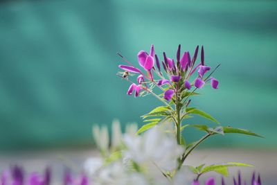 Close-up of pink flowering plant