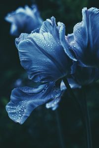 Close-up of flowers against blurred background