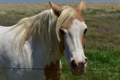 Horse in field