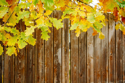 Close-up of autumn leaves on wooden wall