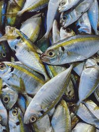 High angle view of fish for sale in market