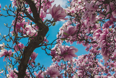 Low angle view of pink cherry blossoms in spring