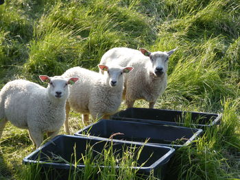 Sheep grazing on grassy field