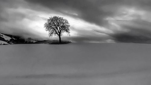 Single tree on landscape against sky