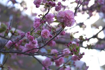 Low angle view of pink cherry blossom