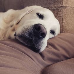 Close-up of dog sleeping on bed