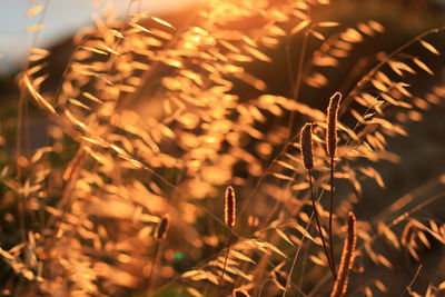 Close-up of plant at night