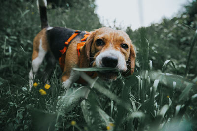 Portrait of dog on field