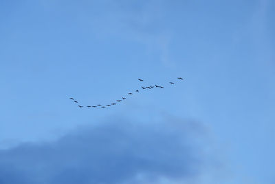 Low angle view of birds flying in sky